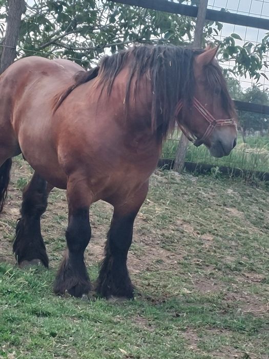 Armasar de monta.deosebit de frumos. Cu produsi pe masura lui!!