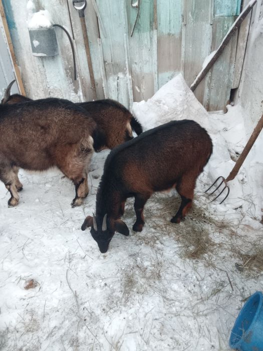 Продам козачек              .