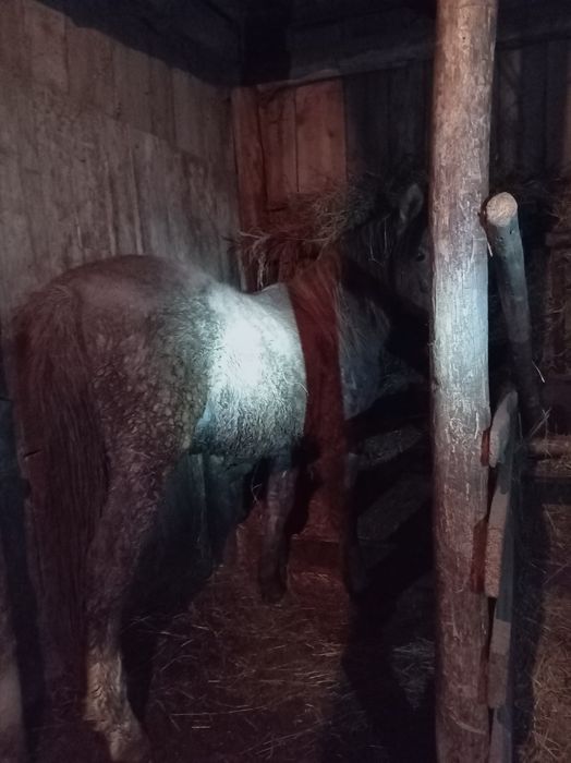 Продам тая с откорма