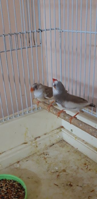 Зебровые амадины