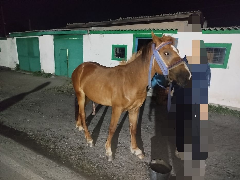 Кунан продажа срочно