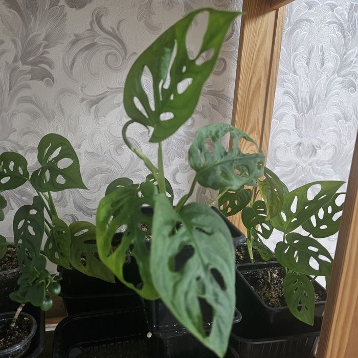 Продам Монстру Манки