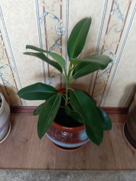 Фикус 1 метр.дешево