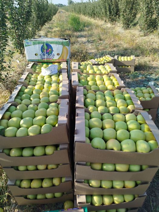Алма оптом яблоки оптом