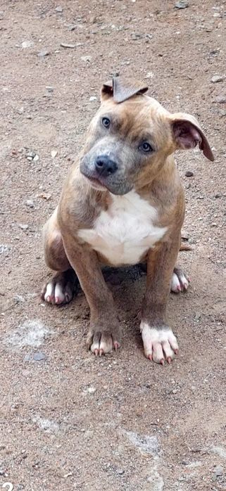 Продаются щенки Стаффорда АСТ