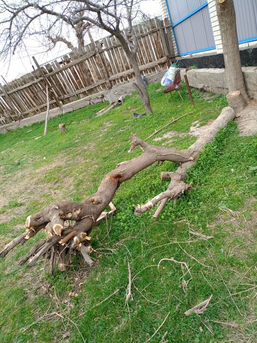 Arzon narxda O'tin sotiladi