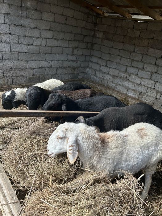 Кошкар 1-1,5 жасар