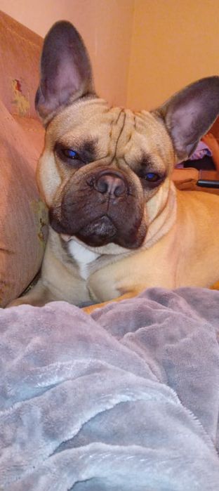 Для вязки  мальчик