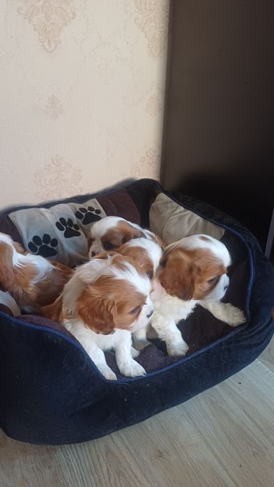 Продавам кавалер кинг чарлз шпаньол