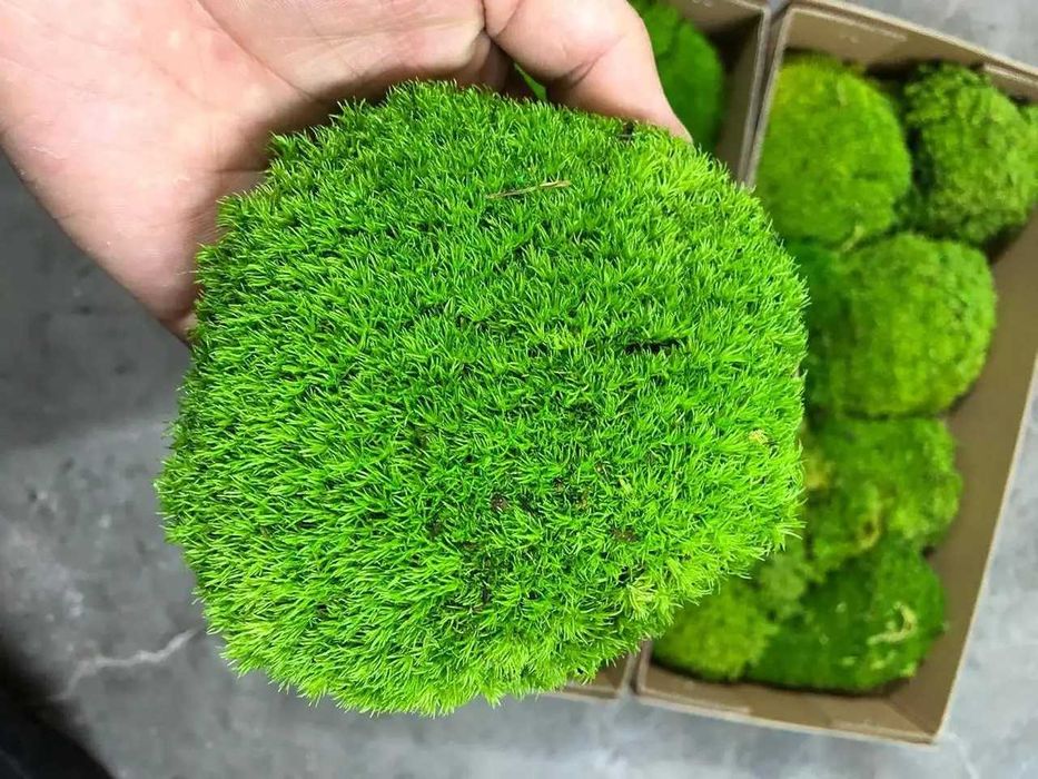 Стабилизированный Мох Оптом