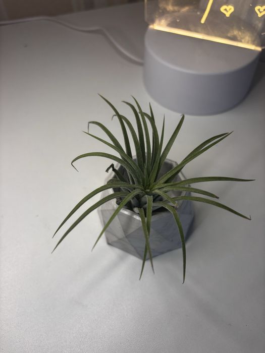 Тилландсия цветы