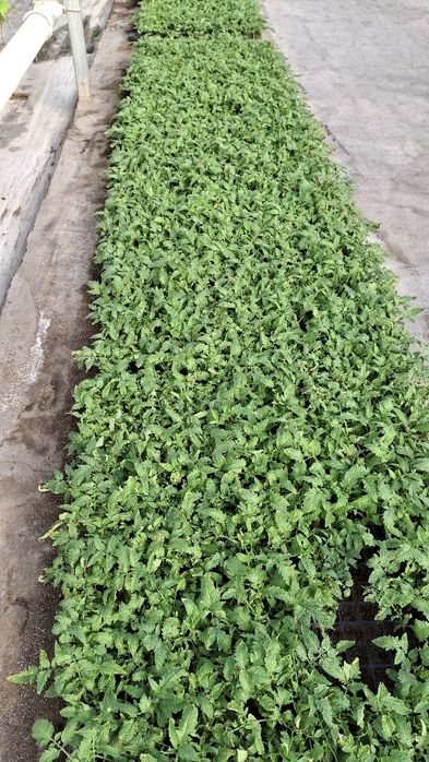 Pamidor kõchat  alamina