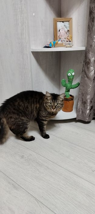 Отдам в хорошие руки кошку