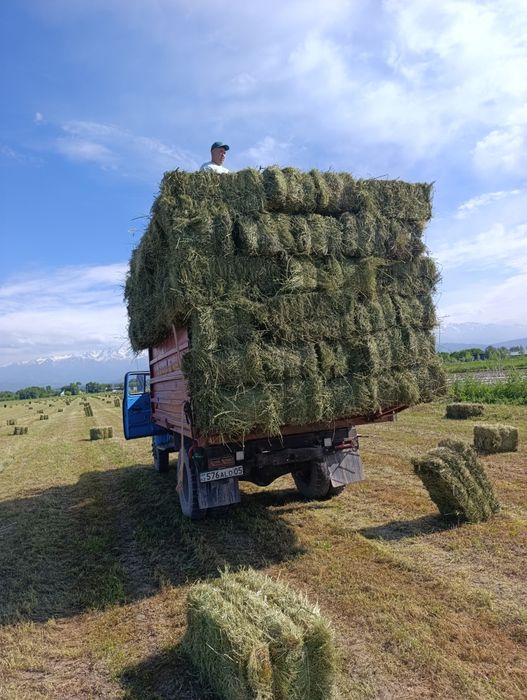 Продам клевер и естественно сено