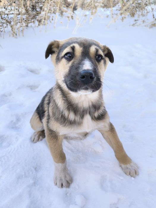 Отдам щенят в добрые руки