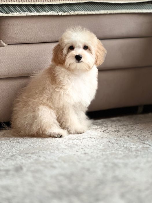 Продам собачку Мальтипу