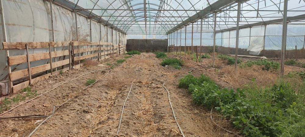 Сдам в аренду теплицу