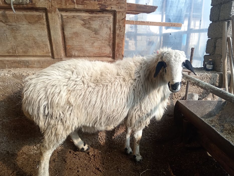 Qoy Qochqor Qozi Exson Aqiqa