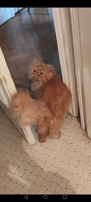 Pisica persana culoare vibranta