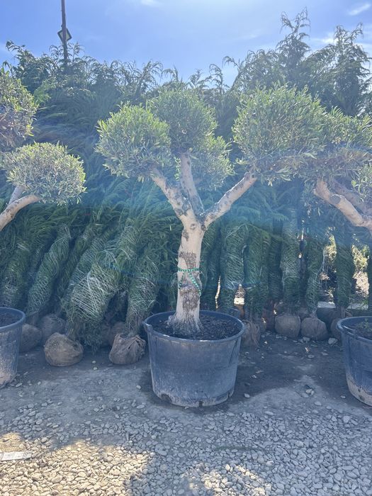 Vand maslini seculari si bonsai