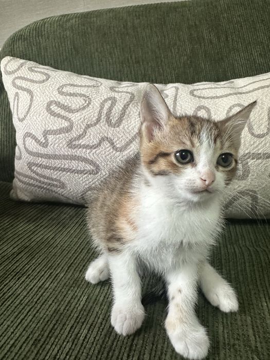 Отдам котят в хорошие руки