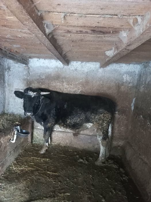 Vând un tauras florean!