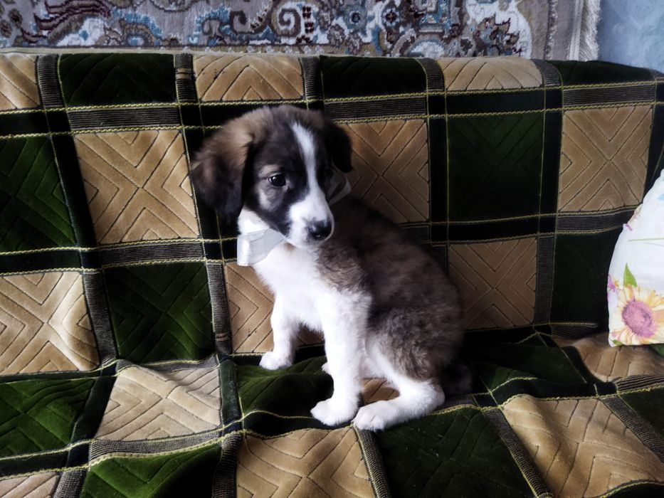 Щенки. В описание!