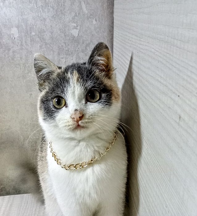 Кошка ищет новый дом