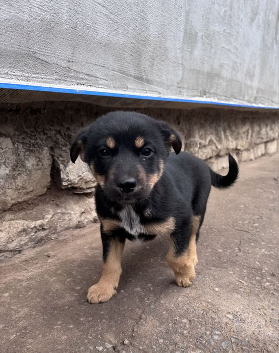 Кученца Рико и Рея