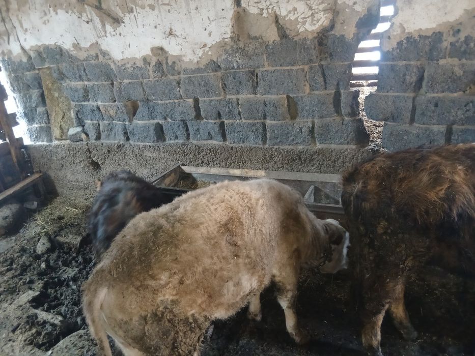 Сатылады талгарда тур