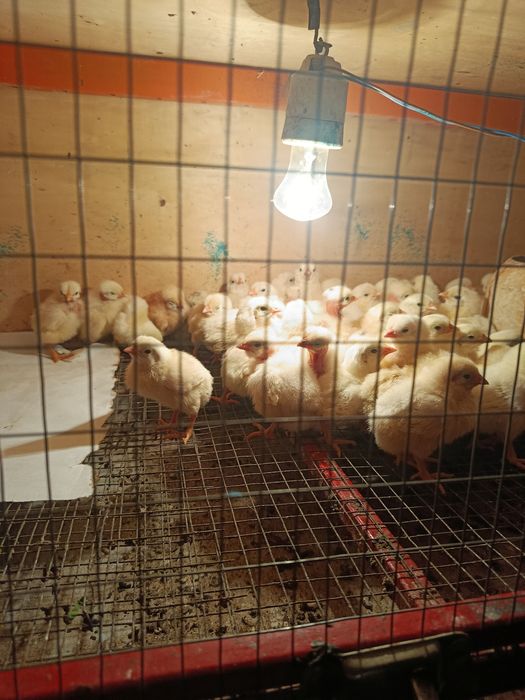 Балапандар сатылады