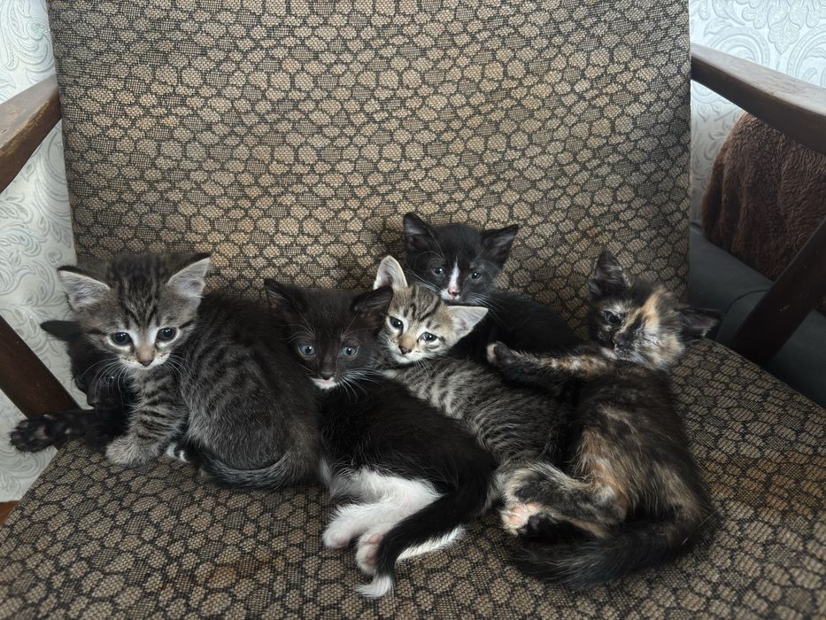 Отдам котят в добрые руки
