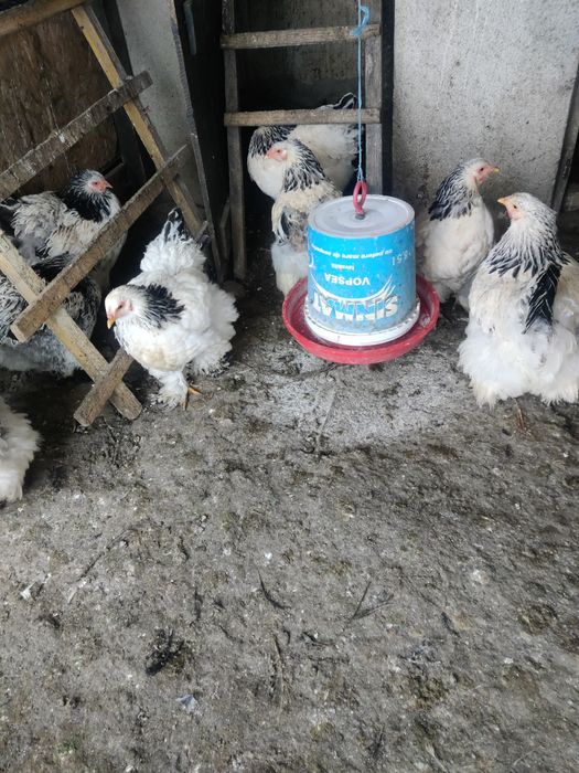 Vând brahman herminat deschis