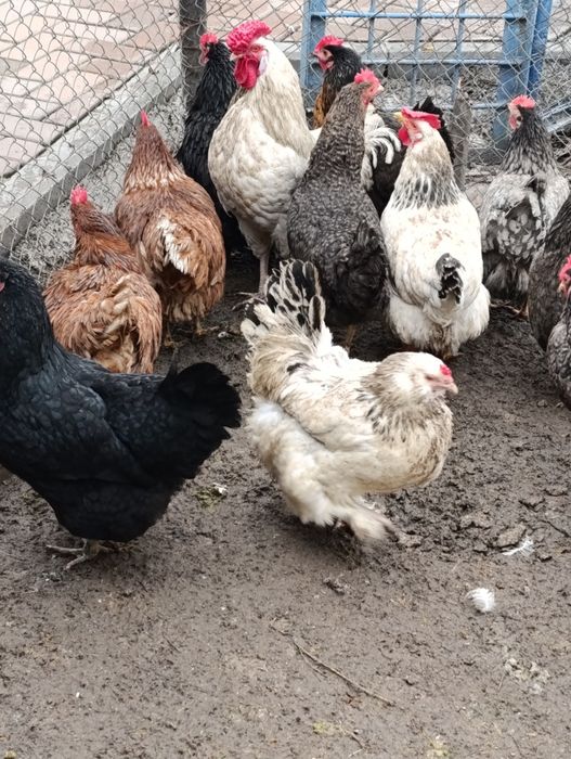 Инкубационные яйца домашних кур