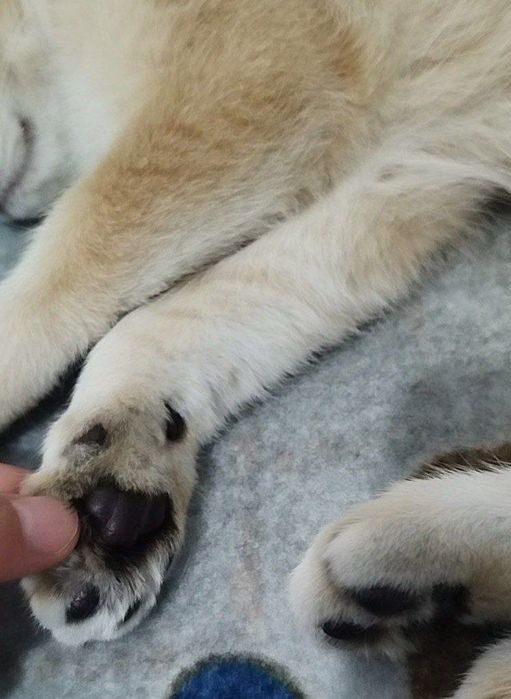 Британский Шиншилла