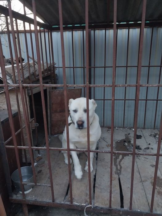 Вольер вместе с алабаем