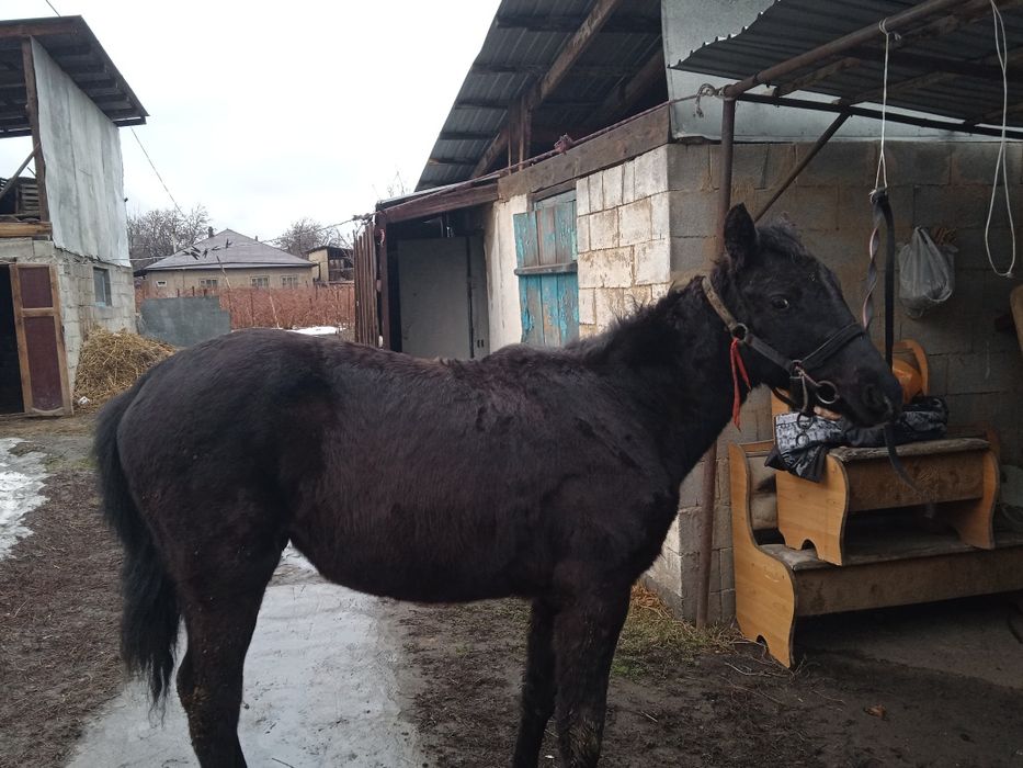 Продается лошадь