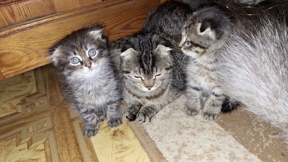 отдам в добрые руки  котят скоттиш-фолд