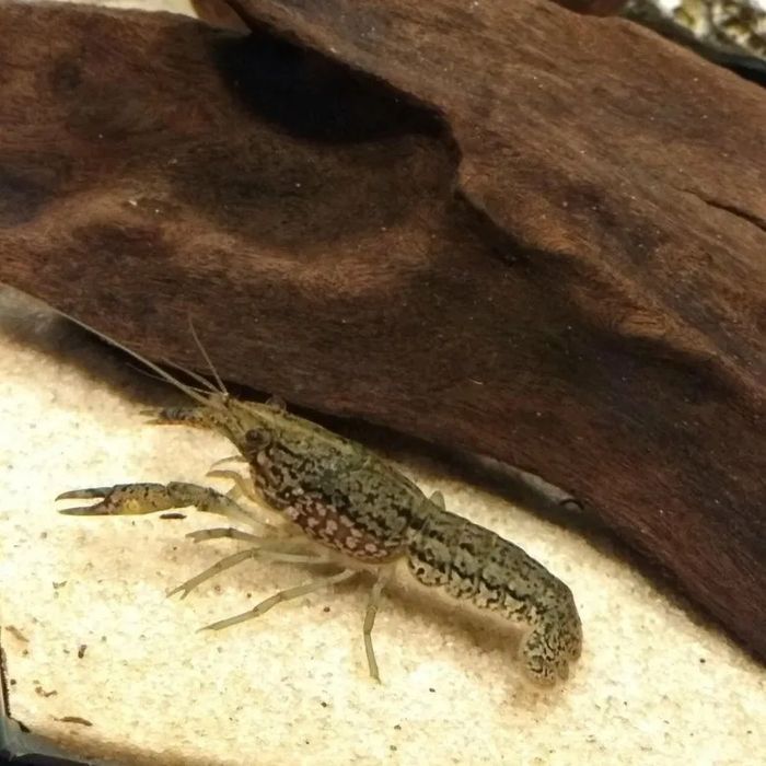 Мраморный Рак аквариумный