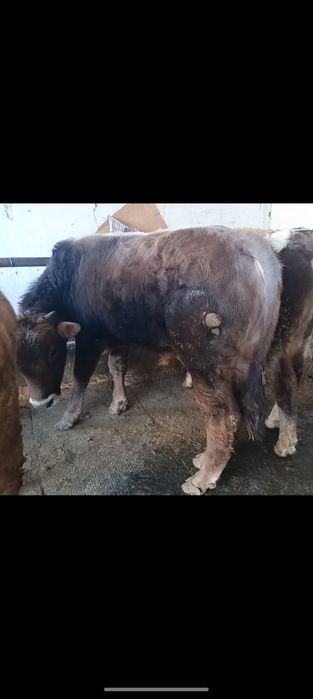 Продам двух годовалых быков