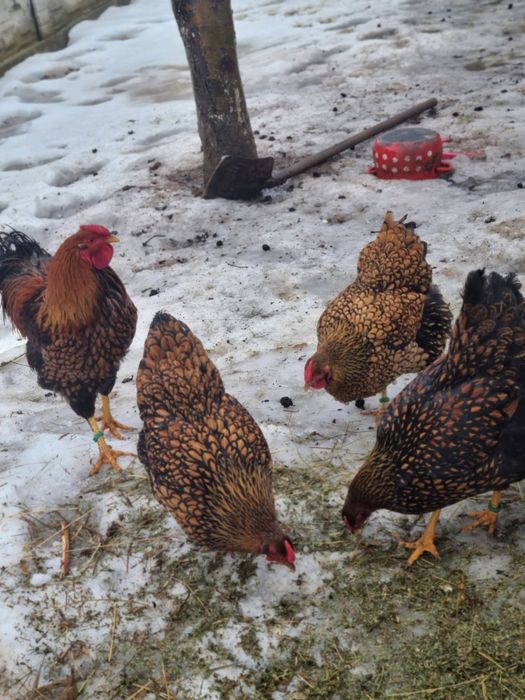 Oua de incubat Wyandotte