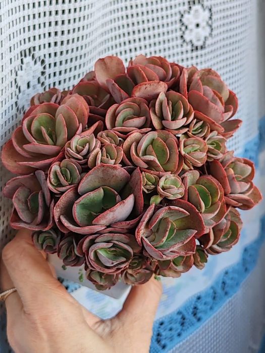 Суккуленты из частной коллекции