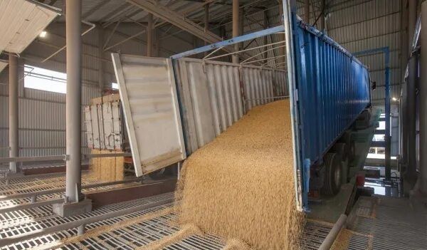 Пшеница.Зерновой клуб Казахстана!