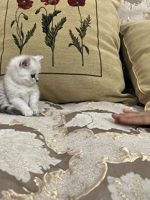 Котенок Шин Шиллы 1мес