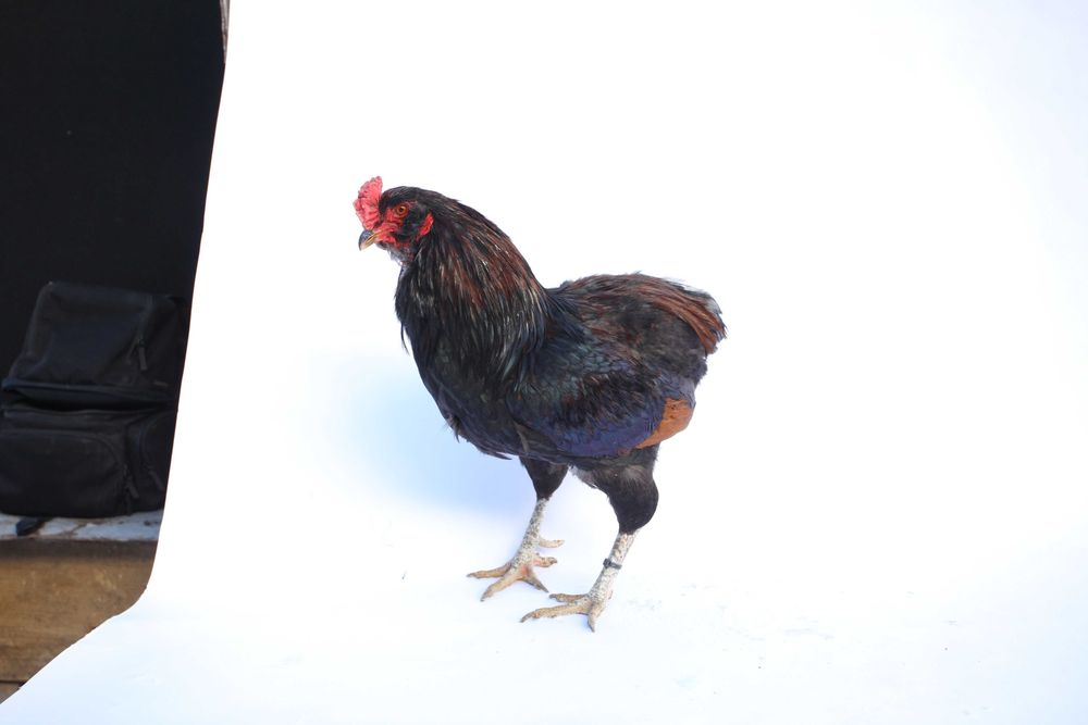 Cocos din rasa Araucana potarnichiu salbatic