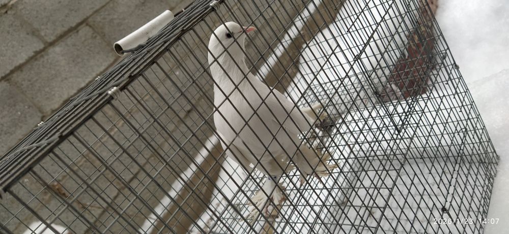 СмесьСтаропородный  Бакинца с Таклы