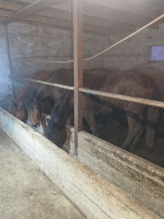 Баиталдар откормда