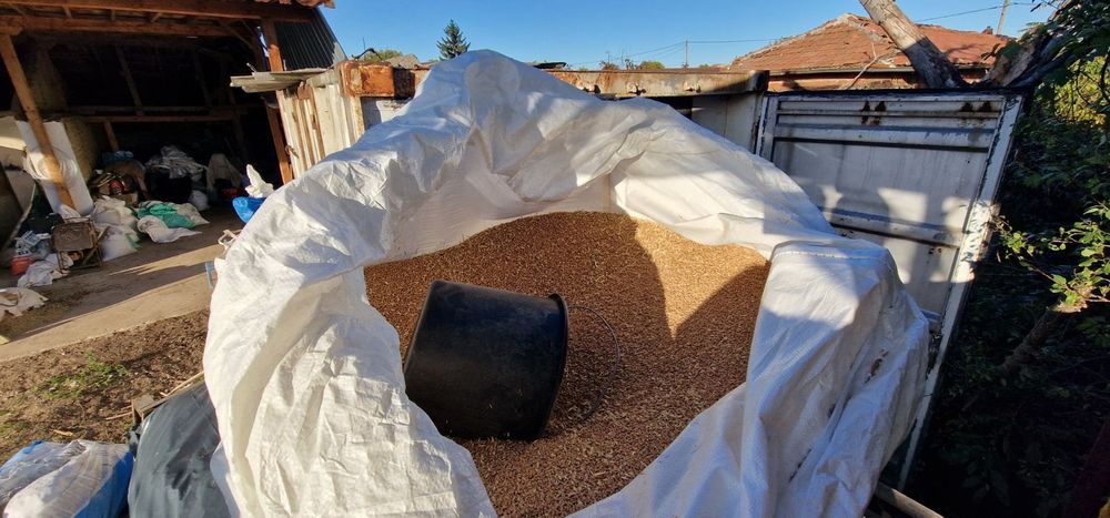 Пшеница реколта 2025 година