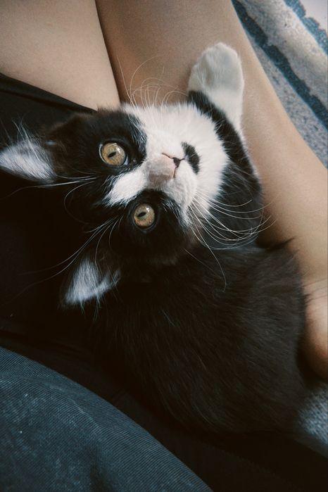 Сибирский котенок метис
