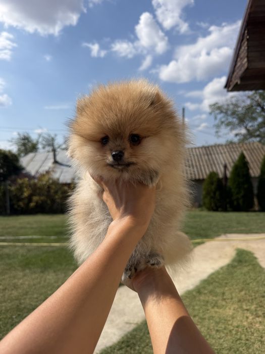 Pomeranian fetiță
